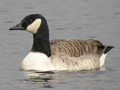 Canada Goose